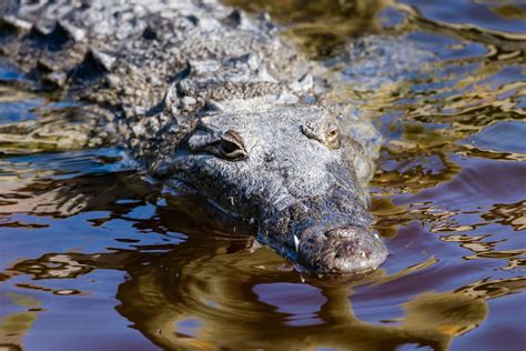 Everglades Wildlife | Matthew Paulson Photography