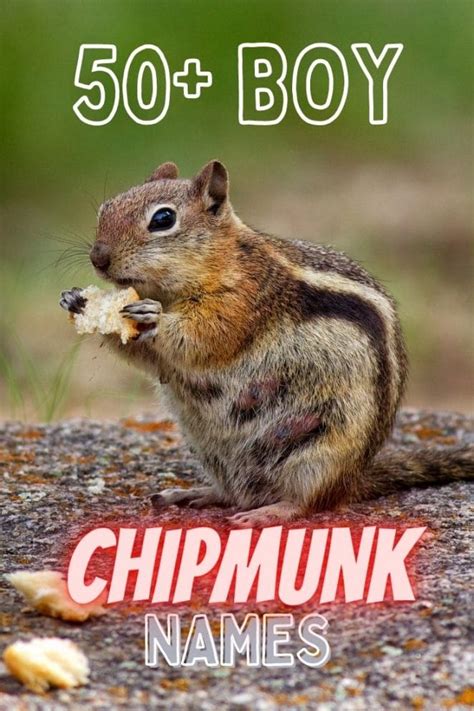 50+ Boy Chipmunk Names - Best Names For A Male Chipmunk