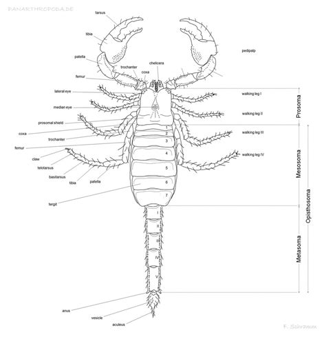 Chelicerata - ARTHROPODs