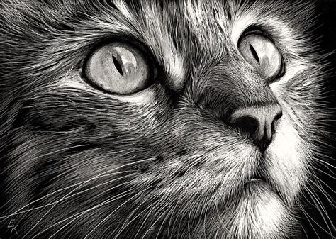 Cat's Face Drawing by Elena Kolotusha