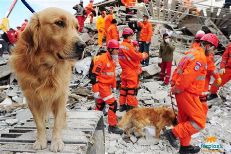 Search and rescue dogs: who are they? - LOVE FERPLAST