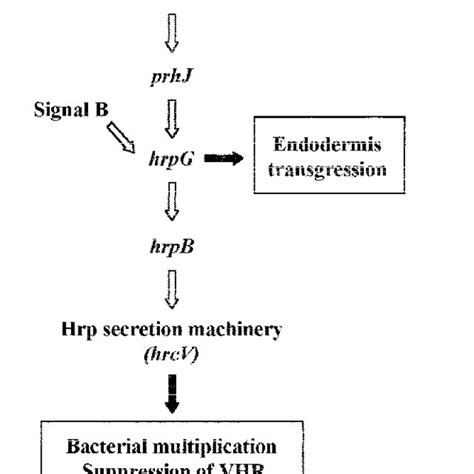 Schematic representation of the hrp gene regulatory cascade and the ...