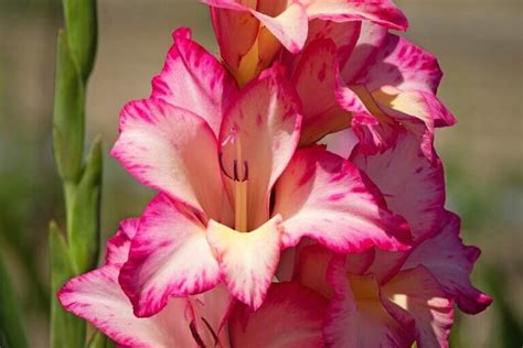 Discover the Deep Meanings of the Gladiolus Flower - Petal Republic