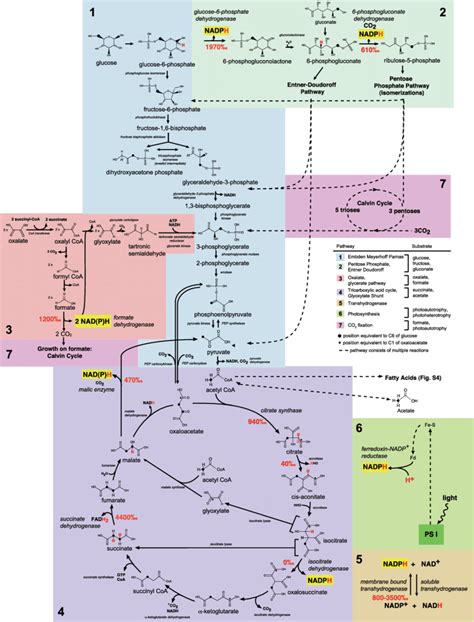 Fig. S5. Schematic summary of major central metabolic pathways... | Download Scientific Diagram