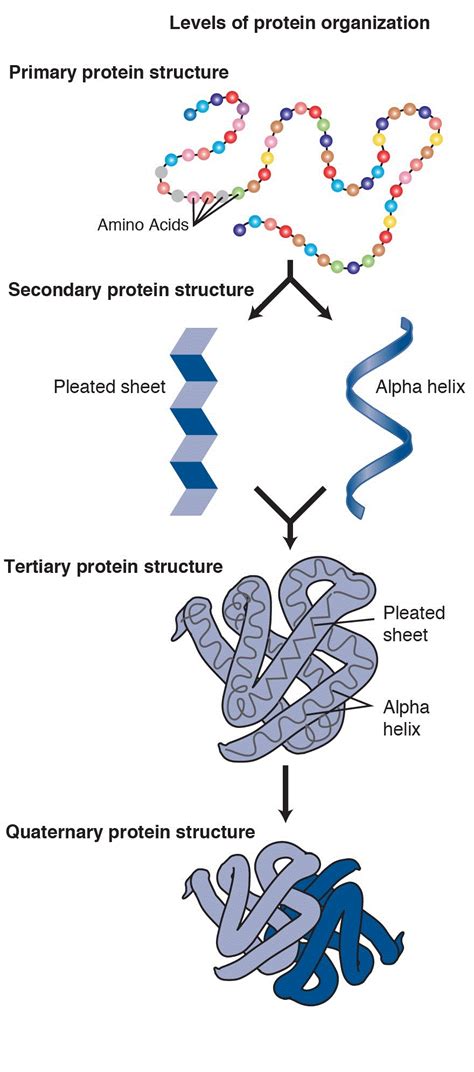 Protein Structure And Function