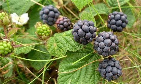 Dewberry | Plant Information | Wild Flower Web