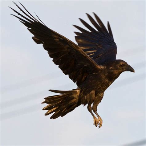 The 25+ best Raven flying ideas on Pinterest | Ravens, Crow and Crow flying