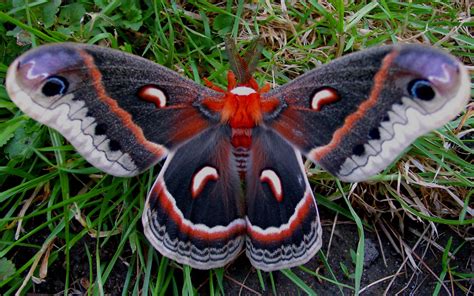 Download Animal Moth HD Wallpaper