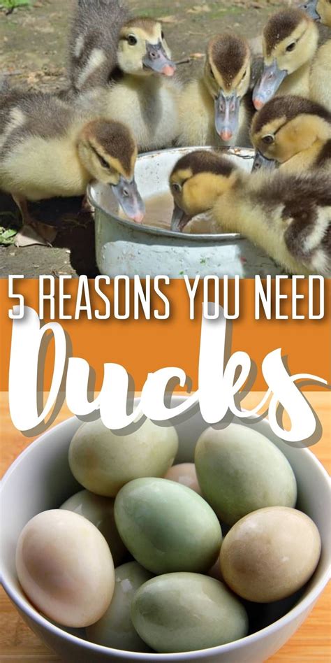 Raising Ducks for Eggs (Plus Four More Reasons to Keep Ducks) in 2021 ...