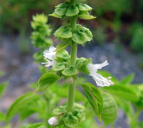 Ocimum basilicum (sweet basil): Go Botany