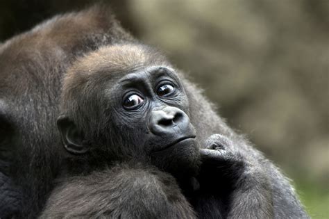 VIDEO: Baby Gorillas at The Bronx Zoo Are Ready for Summer - Belmont ...