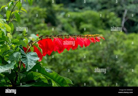 Chaconia Flower Drawing : Chaconia The National Flower Of Trinidad And Tobago Youtube ...