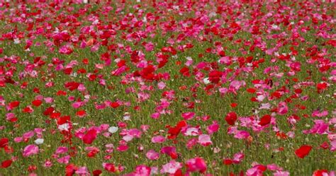 Premium Photo | Beautiful pink poppy flower field