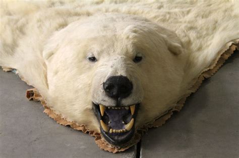 Polar Bear Rug by Jonas Brothers