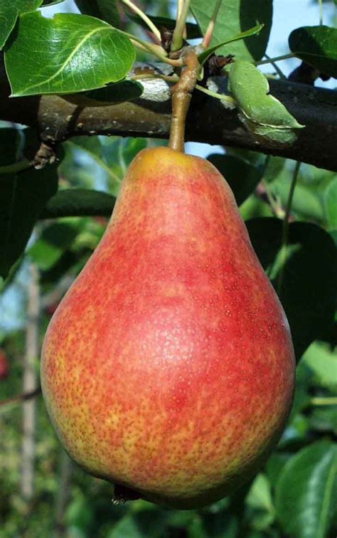 Combo European Pear Tree (4 varieties) | Fruit, Fruit trees, Fruit trees for sale