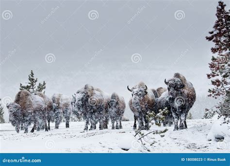 American Bison Herd Stock Photos - Image: 18008023