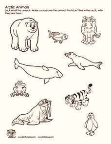 Arctic Animals Worksheet for 2nd - 3rd Grade | Lesson Planet