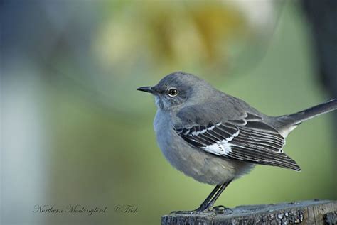 Northern Mockingbird | Flickr - Photo Sharing!