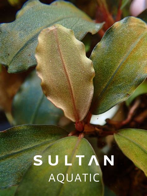 How To Care Bucephalandra Plant – Sultan Aquatic