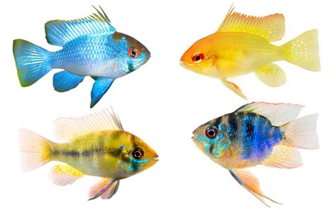 Ram Cichlid: The Perfect Care Guide To Success, 51% OFF