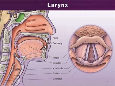 Ppt larynx.