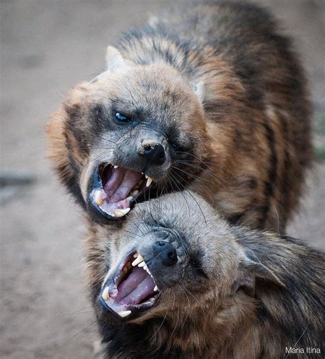 Duet of Brown hyenas | probably singing Phantom of the opera… | mari-mi ...