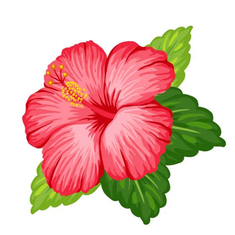 Hibiskus Blatt Malen Stock-Vektoren und -Grafiken - iStock