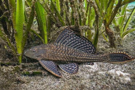 Sailfin Catfish – Florida Springs Institute