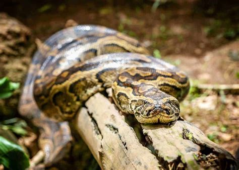 African Rock Python Care Sheet | Reptiles' Cove