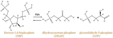 Fructose 1 6 Bisphosphate To Glyceraldehyde 3 Phosphate