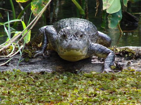 Come and live the wildlife at the Canal...Don't just visit the Canal... LIVE IT! http://www ...