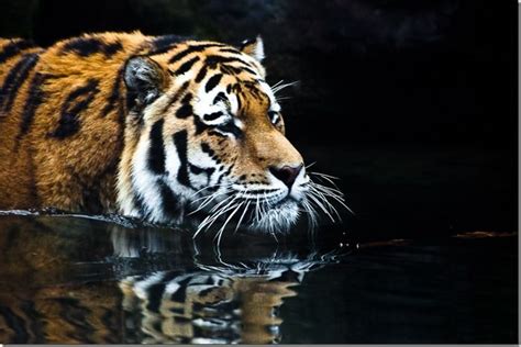 Zoo Photography Tips: Capturing Stunning Animal Images