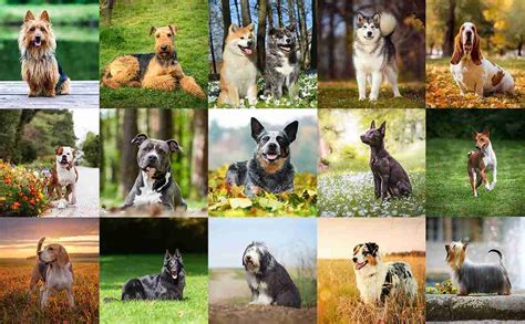 How Many Breeds Of Dogs Are There 2019