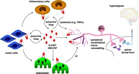 Representation of potential local effects of G-CSF and GM-CSF in the... | Download Scientific ...