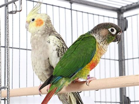 Best 6 Green Cheek Conure Cages That Come In Optimal Size