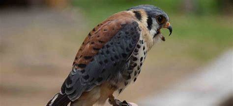 Raptors - Birds Of Prey | Backyard Birding Blog