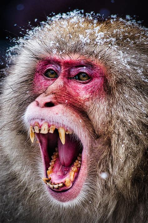 Japan Photograph - Snarling Snow Monkey - Japan by Stuart Litoff Monkey ...