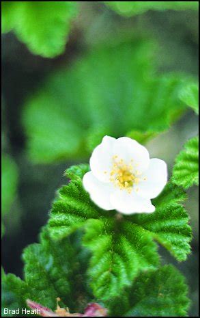 Cloudberry - PlantWatch