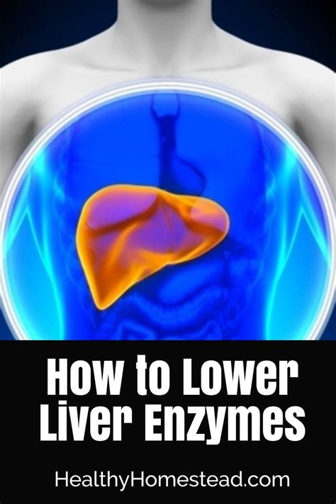 How to Lower Liver Enzymes | Lower liver enzymes, Enzymes in liver, Liver