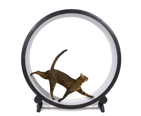 One Fast Cat Wheel End of financial year sale $495.00 plus shipping – petproducts-online.com.au