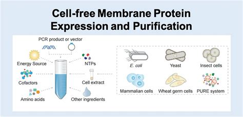 progettista ricevuta impazzito membrane protein purification guardare la tv Incoraggiamento cupola