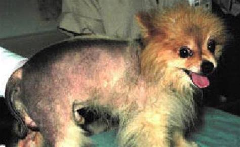 Alopecia In Dogs - Causes, Symptoms, And Treatments - Petmoo