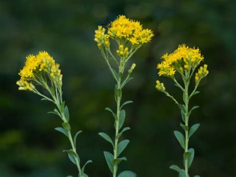 The Different Types of Goldenrod (Invasive) - Garden Lovers Club