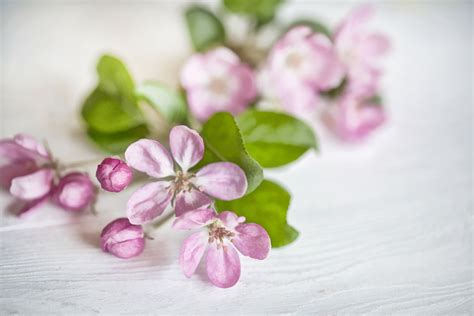 Pink Apple Blossom Wallpaper | Beautiful Floral Wall Decor - Happywall