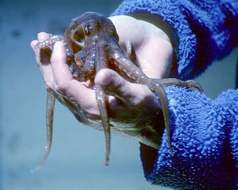 Handheld Octopus | Octopuses are boneless creatures. They ar… | Flickr