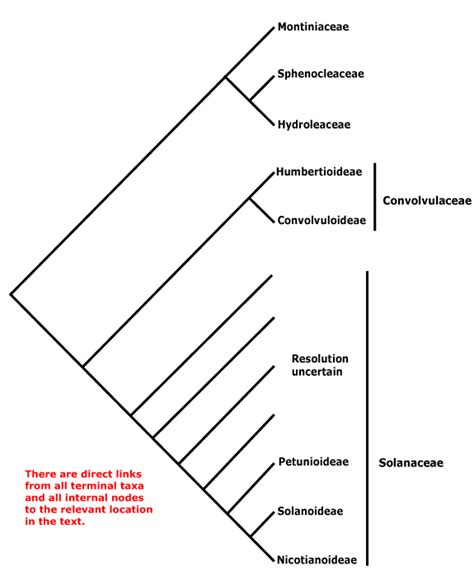 Solanales - Alchetron, The Free Social Encyclopedia