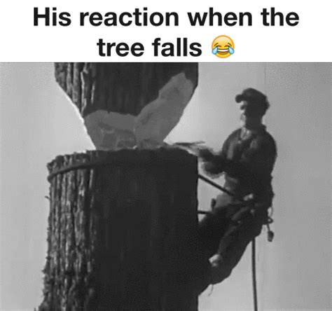 Tree Falls GIF - Find & Share on GIPHY