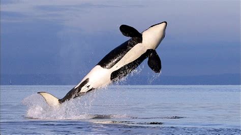 Monsanto PCBs May Leave Orca Pod ‘Doomed to Extinction’