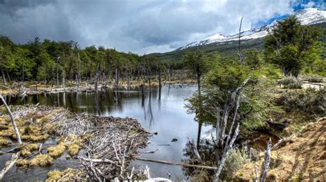 Tierra Del Fuego National Park & Train of the end of the world by Tangol Tours | Bookmundi