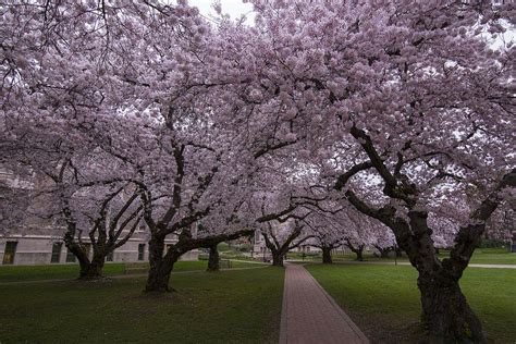 UW Cherry Blossoms | Flickr - Photo Sharing! Visual Media, Cherry Tree ...